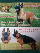 出售各種寵物狗，純血統(tǒng)馬犬幼崽，另有各種血統(tǒng)純正的公種對外配