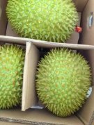 義馬有喜歡吃榴蓮的人士嗎？團(tuán)購越南、泰國金枕榴蓮，中越邊境發(fā)