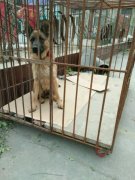 純種德國牧羊犬幼犬預(yù)售