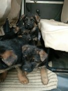 純種德國牧羊犬幼犬預(yù)售