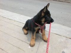 本人有純種德牧幼犬4只出售