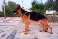 本人有純種德牧幼犬4只出售