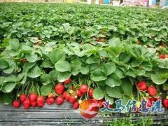 奶油草莓采摘