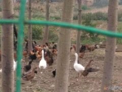 出售絕對散養(yǎng)笨雞，綠色、環(huán)保、不喂食任何快速生長飼料。