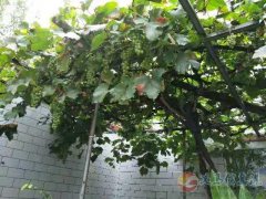 義馬市委后，電業(yè)局東側(cè)三分地稀缺獨(dú)家院出售