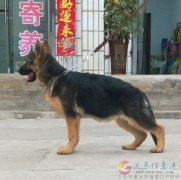 《德國牧羊犬》精品