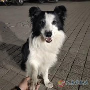 義馬市尋狗