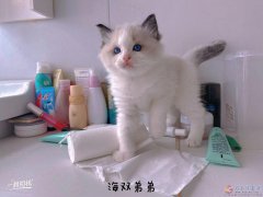 出8只布偶貓，公母都有