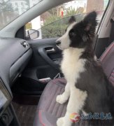 邊牧丟失，尋求幫忙